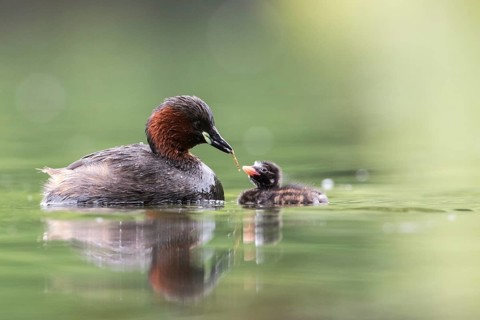 Little Grebe (Tachybaptus ruficollis) with chick, Hesse, Germany