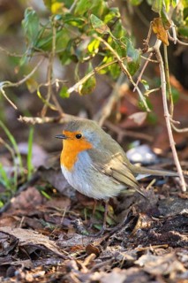 European Robin (Erithacus rubecula) perched on the ground, Bavaria, Germany