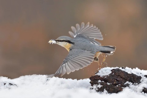 Eurasian Nuthatch (Sitta europaea) flying with peanut in beak, North Rhine-Westphalia, Germany