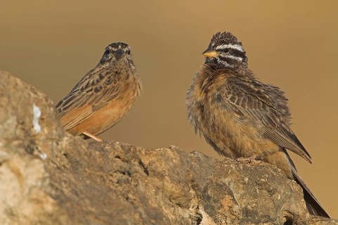 Cinnamon-breasted Bunting (Emberiza tahapisi), Oman