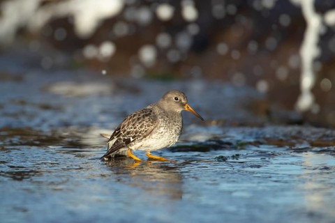 Purple sandpiper (Calidris maritima) adult wading bird in winter plumage on seaside harbour wall,