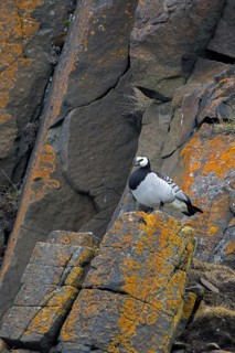 Barnacle goose (Branta leucopsis) standing on rock ledge in cliff face in summer on Svalbard,