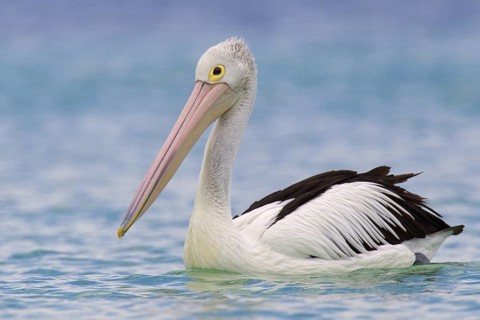 Australian Pelican (Pelecanus conspicillatus), Western Australia, Australia
