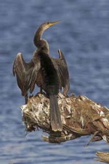 Anhinga (Anhinga anhinga), Florida, USA