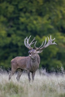 Red deer (Cervus elaphus) stag with big antlers bellowing in grassland at forest's edge during the