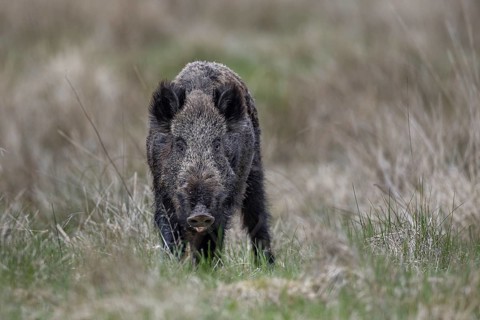 The small herd is followed by a wild boar (Sus scrofa), Denmark