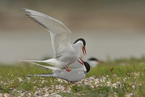 Common Tern (Sterna hirundo), Texel, Netherlands