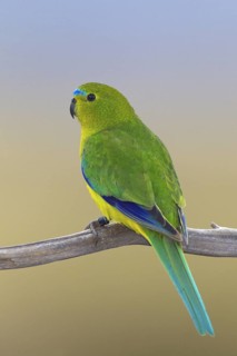 Orange-bellied Parrot (Neophema chrysogaster), Tasmania, Australia