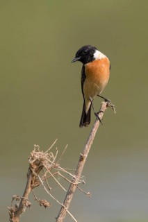 Siberian Stonechat (Saxicola maurus) male, Phetchaburi, Thailand