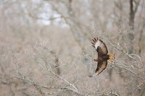 A majestic common buzzard soars gracefully against a backdrop of leafless trees, showcasing its
