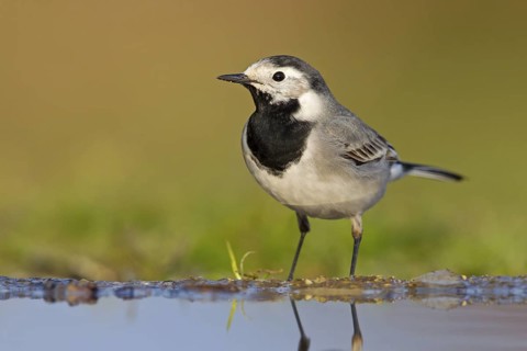 White wagtail, (Motacilla alba), animals, bird, songbird, family of wagtails and pipits, biotope,