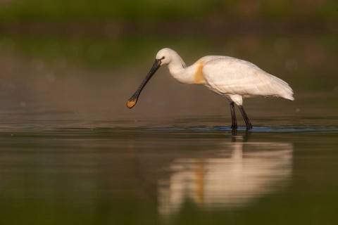 Eurasian Spoonbill (Platalea leucorodia) foraging, Saxony, Germany