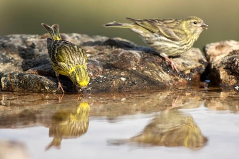 European Serin (Serinus serinus) pair drinking at a waterhole, Castile and Leon, Spain