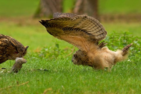 Eurasian Eagle-Owl (Bubo bubo) female with leveret prey and juvenile, Utrecht, Netherlands