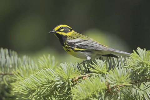 Townsend's Warbler (Setophaga townsendi), British Columbia, Canada
