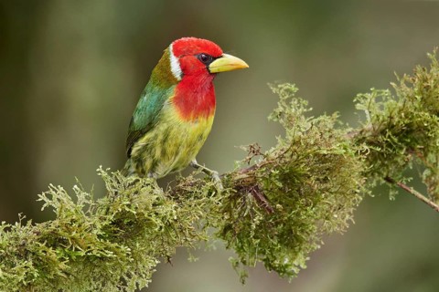 Red-headed Barbet (Eubucco bourcierii) male perched on a mossy branch, Ecuador