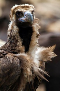 Cinereous Vulture (Aegypius monachus), Castile-La Mancha, Spain