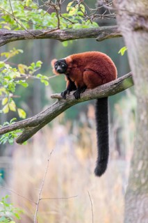 A Red-ruffed lemur, Varecia rubra, sits on the branch of a tree
