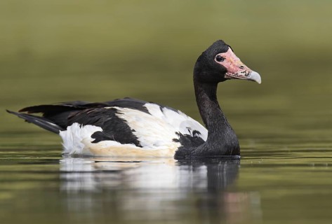 Magpie Goose (Anseranas semipalmata)