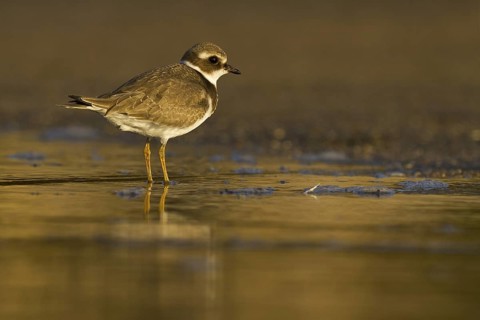 Common Ringed Plover (Charadrius hiaticula), Asturias, Spain