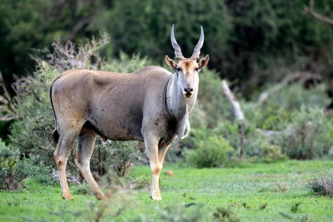 Eland (Taurotragus oryx), adult, alert, foraging, Mokala National Park, Northern Cape, South Africa
