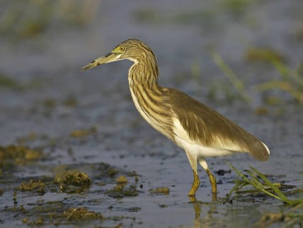 Chinese Pond Heron (Ardeola bacchus), Thailand