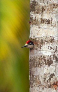Black-cheeked Woodpecker (Melanerpes pucherani) male looking out of nest hole, Alajuela, Costa Rica