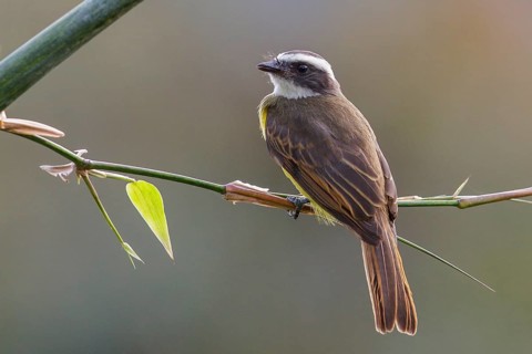 Social Flycatcher (Myiozetetes similis) perched on a branch in the Atlantic rainforest of southeast