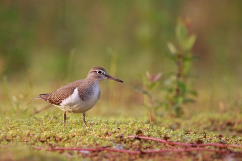 Common Sandpiper (Actitis hypoleucos) foraging, North Rhine-Westphalia, Germany