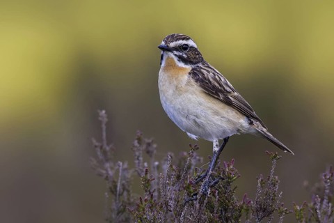 Whinchat (Saxicola rubetra) male, Wales, United Kingdom