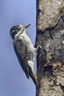 American Three-toed Woodpecker (Picoides dorsalis) female, Manitoba, Canada