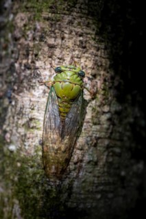 Cicada sitting on a trunk, Corcovado National Park, Osa, Puntarena Province, Costa Rica