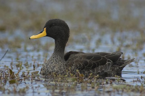 Yellow-billed Duck (Anas undulata), Ethiopia