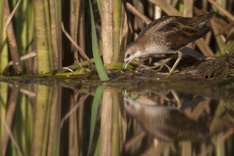 Little Crake (Porzana parva) female foraging, Saxony, Germany