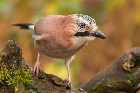 Eurasian Jay (Garrulus glandarius), Lower Saxony, Germany