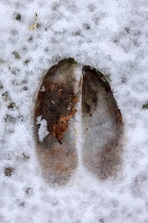 Red deer (Cervus elaphus) close-up of footprint, hoof print, tracks in melting snow during thaw in
