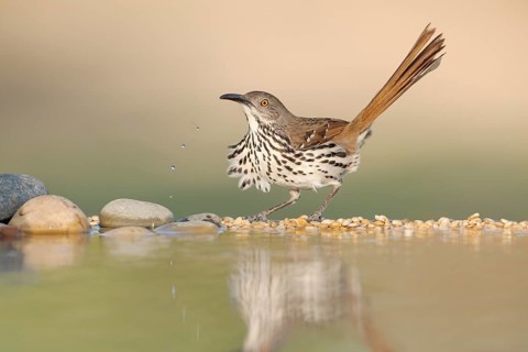 Long-billed Thrasher (Toxostoma longirostre) at a waterhole, Texas, USA