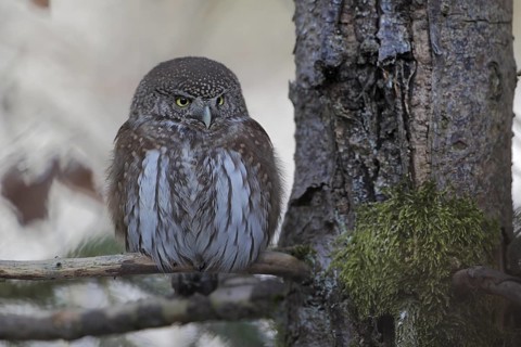 Sperlingskauz; lat. Glaucidium passerinum; aufgeplustert am Ruheplatz sitzend; Tierfreigelände