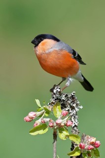 Bullfinch (Pyrrhula pyrrhula) male sitting on a branch with apple blossoms (Malus domestica),