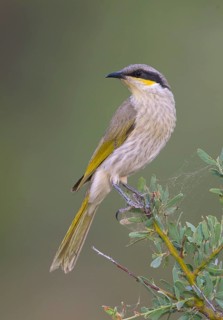 Singing Honeyeater (Gavicalis virescens), New South Wales, Australia