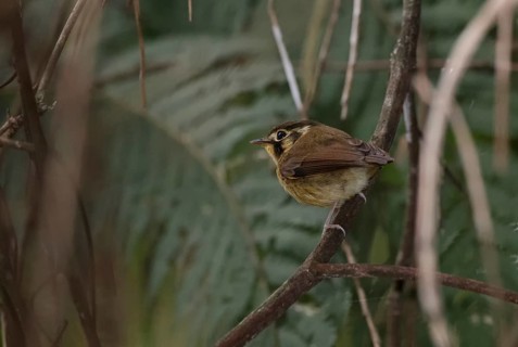 White-throated Spadebill (Platyrinchus mystaceus) perched on a branch, Atlantic rainforest, Brazil
