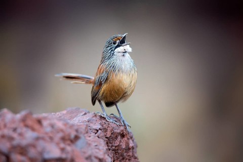 Striated Grasswren (Amytornis striatus whitei) singing from a rock, Western Australia, Australia