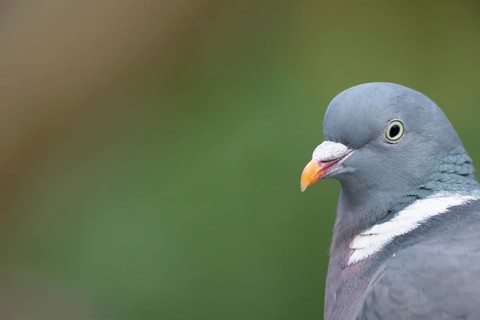 Wood pigeon (Columba palumbus) adult garden bird head portrait, Suffolk, England, United Kingdom