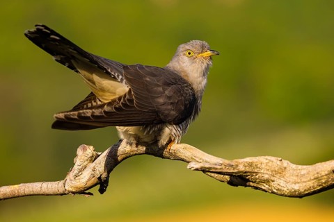 Common cuckoo (Cuculus canorus), Coucou gris, Cuco Europeo, Cuco Común, Ast, branch, Ormoz area,