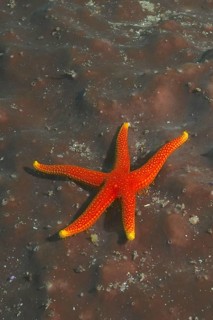 Schultz's starfish (Austrofromia schultzei)