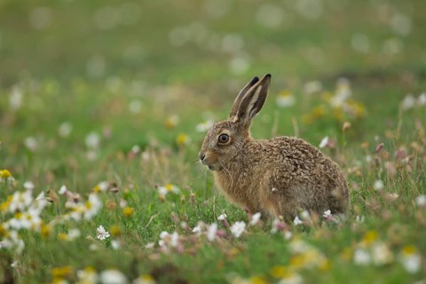 European brown hare (Lepus europaeus) juvenile baby leveret animal feeding amongst wildflowers in