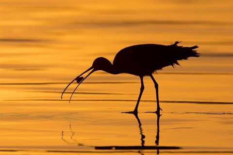 Long-billed Curlew : Morro Strand State Beach : Morro Bay, CA