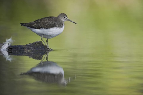 Green Sandpiper (Tringa ochropus), Saxony, Germany