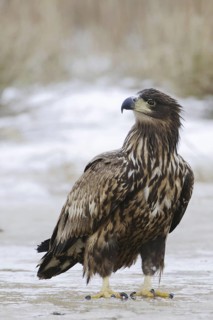 White-tailed Eagle (Haliaeetus albicilla), Mecklenburg-Western Pomerania, Germany