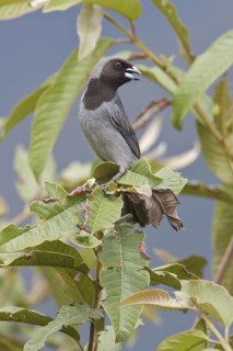 Black-faced Tanager (Schistochlamys melanopis) perched on a branch in Bolivia, South America
